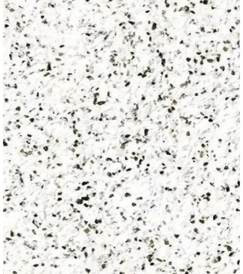 ფხვნილი თხევადი შპალიერის მოსამზადებლად  1კგ  Sand 133  მწარ.  Silk Plaster 